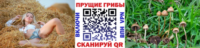Псилоцибиновые грибы Psilocybine cubensis  цены наркотик  Кубинка 